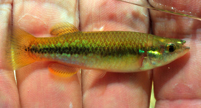 Profundulus cf. oaxacae